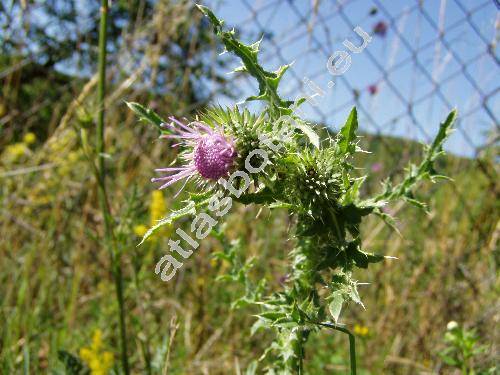 Carduus nutans L. (Carduus acanthoides)