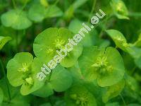 Euphorbia amygdaloides L. (Tithymalus amygdaloides (L.) Hill, Euphorbia  silvatica Jacq.)