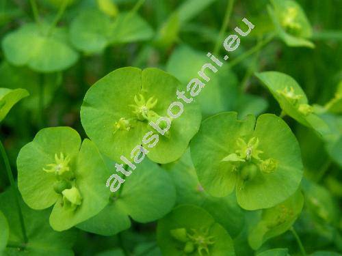 Euphorbia amygdaloides L. (Tithymalus amygdaloides (L.) Hill, Euphorbia  silvatica Jacq.)