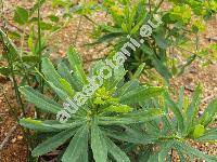 Euphorbia amygdaloides L. (Tithymalus amygdaloides (L.) Hill, Euphorbia  silvatica Jacq.)