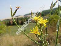 Chondrilla juncea L.