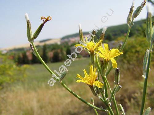 Chondrilla juncea L.