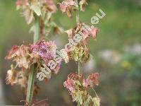 Rumex obtusifolius L. (Lapathum obtusifolium (L.) Moench)