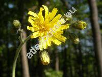 Hieracium murorum L. (Hieracium sylvaticum (L.) L.)