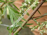 Artemisia vulgaris L.