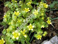 Saxifraga cymbalaria L.