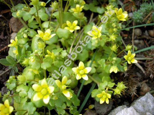 Saxifraga cymbalaria L.