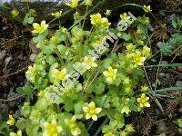 Saxifraga cymbalaria L.