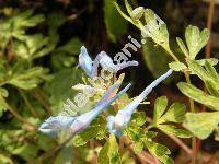 Corydalis flexuosa (Fumaria)