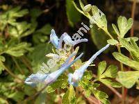 Corydalis flexuosa (Fumaria)