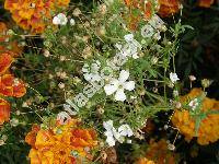 Gypsophila elegans (Gypsophila elegans Bieb.)