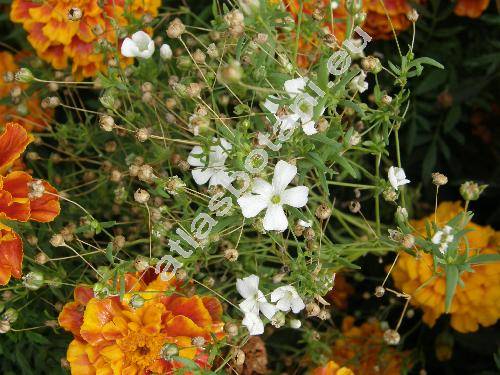 Gypsophila elegans (Gypsophila elegans Bieb.)