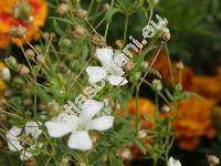 Gypsophila elegans (Gypsophila elegans Bieb.)