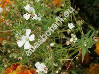 Gypsophila elegans (Gypsophila elegans Bieb.)