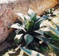 Agave shrevei (Agave shrevei Gentry)