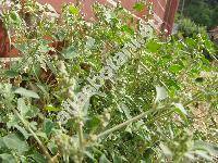 Chenopodium vulvaria L. (Chenopodium foetidum)