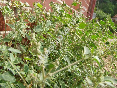 Chenopodium vulvaria L. (Chenopodium foetidum)