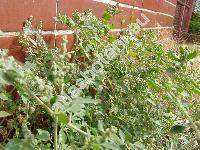 Chenopodium vulvaria L. (Chenopodium foetidum)