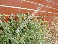 Chenopodium vulvaria L. (Chenopodium foetidum)