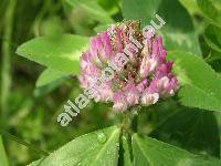 Trifolium pratense L.