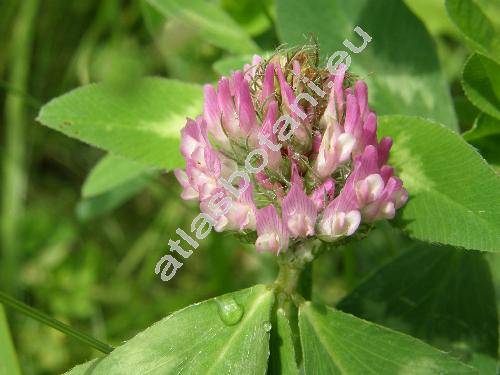 Trifolium pratense L.