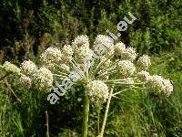 Angelica sylvestris L. (Selinum sylvestre Crantz, Athamanta silvestris Web., Imperatoria sylvestris Lam., Angelica pratensis J. et C. Presl, Angelica macrophylla Schur)