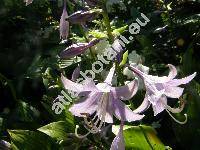 Hosta lancifolia (Funkie, Funkia, Hosta japonica (Thunb. ex Houtt) Voss, Hosta xlancifolia  (Thunb.) Engler)