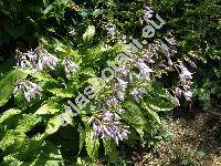 Hosta lancifolia (Funkie, Funkia, Hosta japonica (Thunb. ex Houtt) Voss, Hosta xlancifolia  (Thunb.) Engler)