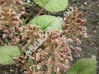 Petasites hybridus (Petasites hybridus (L.) Gaertn., Mayer et Scherb., Petasites officinalis Moench, Tussilago hybrida L.)