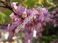 Cercis siliquastrum L.