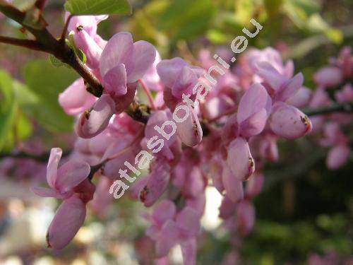 Cercis siliquastrum L.