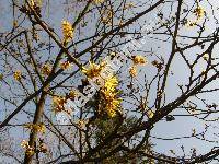 Hamamelis virginiana L.