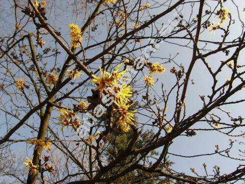 Hamamelis virginiana L.