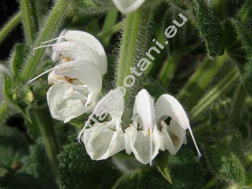 Salvia argentea L.