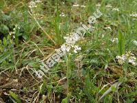 Thlaspi perfoliatum L. (Microthlaspi perfoliatum (L.) F. K. Meyer)