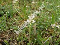 Thlaspi perfoliatum L. (Microthlaspi perfoliatum (L.) F. K. Meyer)