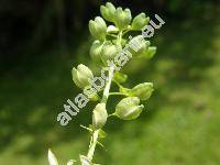 Thlaspi perfoliatum L. (Microthlaspi perfoliatum (L.) F. K. Meyer)
