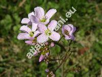 Cardamine pratensis L. (Cardamine pratensis agg.)