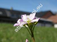 Cardamine pratensis L. (Cardamine pratensis agg.)