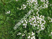 Cardamine pratensis L. (Cardamine pratensis agg.)