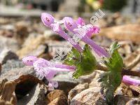 Lamium amplexicaule L.