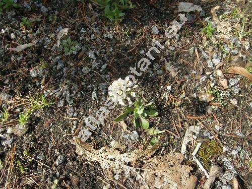 Thlaspi montanum L. (Noccaea montana (L.) Meyer)