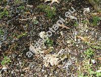 Thlaspi montanum L. (Noccaea montana (L.) Meyer)