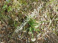 Thlaspi caerulescens J. Presl et C. Presl (Thlaspi sylvestre Jordan, Thlaspi alpestre L., Noccaea  caerulescens (J. Presl et C. Presl))