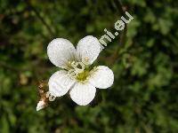 Saxifraga granulata L.