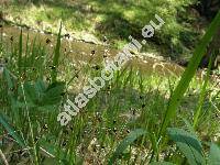 Luzula pilosa (L.) Willd. (Luzula vernalis DC.)
