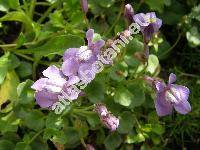 Cymbalaria pallida (Ten.) Wettst. (Antirrhinum pallidum Ten., Linaria)