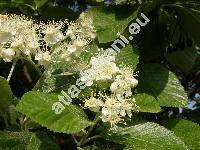 Sorbus aria (L.) Crantz (Mespilus aria (L.) Scop.)