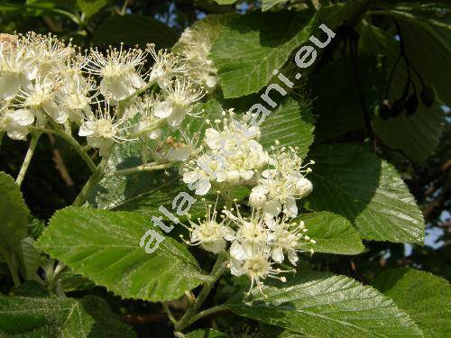 Sorbus aria (L.) Crantz (Mespilus aria (L.) Scop.)