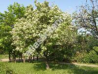 Sorbus aria (L.) Crantz (Mespilus aria (L.) Scop.)